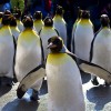 １人暮らしはデロンギよりシロカのコンベクションオーブンがお勧め