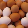 簡単な「温泉卵」の作り方